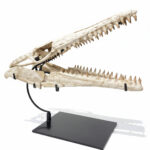 Huge Mosasaurus Skull Fossil – 32″ Museum-Quality Cretaceous Specimen - Image 2