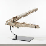 Huge Mosasaurus Skull Fossil – 32″ Museum-Quality Cretaceous Specimen