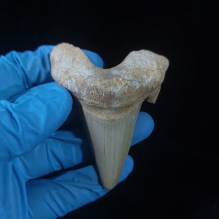2.8" Top Rare Otodus Obliquus tooth original fossil Megalodon