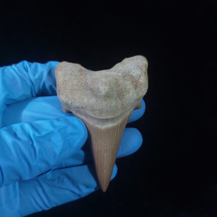 2.9" Pathological Otodus tooth Fossilized Megalodon teeth
