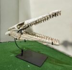 Huge Mosasaurus Skull Fossil – 32″ Museum-Quality Cretaceous Specimen - Image 6