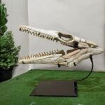 Huge Mosasaurus Skull Fossil – 32″ Museum-Quality Cretaceous Specimen - Image 7