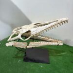 Huge Mosasaurus Skull Fossil – 32″ Museum-Quality Cretaceous Specimen - Image 8