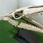 Huge Mosasaurus Skull Fossil – 32″ Museum-Quality Cretaceous Specimen - Image 10