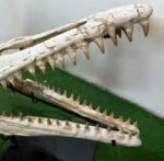 Huge Mosasaurus Skull Fossil – 32″ Museum-Quality Cretaceous Specimen - Image 11