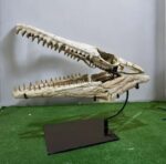 Huge Mosasaurus Skull Fossil – 32″ Museum-Quality Cretaceous Specimen - Image 12