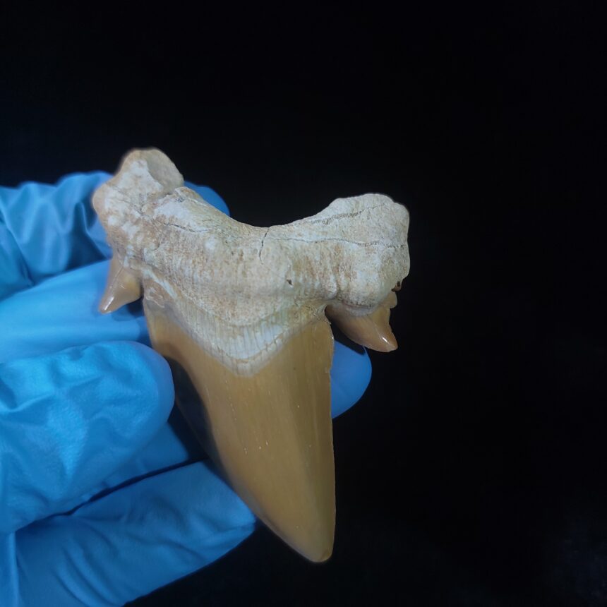 Real Shark Tooth Fossil – Otodus Obliquus, 70 Million Years Old, Natural Specimen