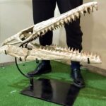 Huge Mosasaurus Skull Fossil – 32″ Museum-Quality Cretaceous Specimen - Image 13