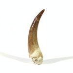 Authentic Plesiosaurus Tooth – Jurassic Zarafasaura Oceanis Dinosaur Fossil | FossilPaleo