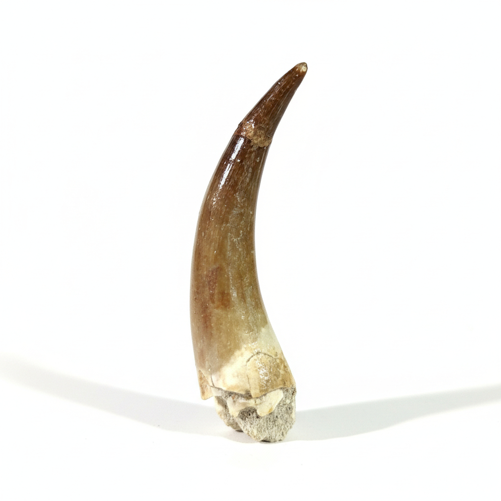 real-plesiosaurus-tooth-zarafasaura-oceanis-fossilpaleo (1) Authentic Plesiosaurus Tooth – Jurassic Zarafasaura Oceanis Dinosaur Fossil | FossilPaleo - Image 1