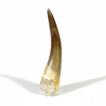 Plesiosaurus Tooth Fossil – Rare Dinosaur Specimen | FossilPaleo
