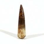 Plesiosaurus Tooth Fossil – Rare Dinosaur Specimen | FossilPaleo