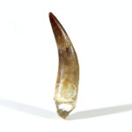 Plesiosaurus Tooth Fossil – Rare Dinosaur Specimen | FossilPaleo