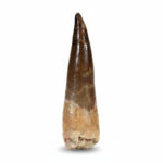 Plesiosaurus Tooth Fossil – Rare Dinosaur Specimen | FossilPaleo