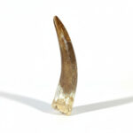 Plesiosaurus Tooth Fossil – Rare Dinosaur Specimen | FossilPaleo