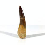 Plesiosaurus Tooth Fossil – Rare Dinosaur Specimen | FossilPaleo