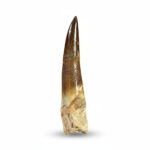 Plesiosaurus Tooth Fossil – Rare Dinosaur Specimen | FossilPaleo