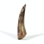 Plesiosaurus Tooth Fossil – Rare Dinosaur Specimen | FossilPaleo