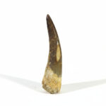 Plesiosaurus Tooth Fossil – Rare Dinosaur Specimen | FossilPaleo