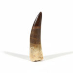 Plesiosaurus Tooth Fossil – Rare Dinosaur Specimen | FossilPaleo