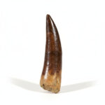 Plesiosaurus Tooth Fossil – Rare Dinosaur Specimen | FossilPaleo