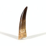 Plesiosaurus Tooth Fossil – Rare Dinosaur Specimen | FossilPaleo