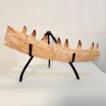 Mosasaur Jaw Fragment Original Teeth Embedded Fossil Display Morocco - Image 2