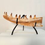 Mosasaur Jaw Fragment Original Teeth Embedded Fossil Display Morocco - Image 11