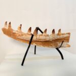 Mosasaur Jaw Fragment Original Teeth Embedded Fossil Display Morocco - Image 12