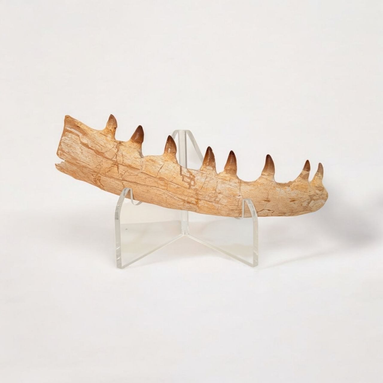 Mosasaur jaw fragment held in hands to show its substantial size and detail (15) Mosasaur Jaw Fragment Original Teeth Embedded Fossil Display Morocco - Image 1