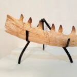 Mosasaur Jaw Fragment Original Teeth Embedded Fossil Display Morocco - Image 4