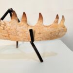 Mosasaur Jaw Fragment Original Teeth Embedded Fossil Display Morocco - Image 5