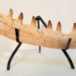 Mosasaur Jaw Fragment Original Teeth Embedded Fossil Display Morocco - Image 6