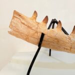 Mosasaur Jaw Fragment Original Teeth Embedded Fossil Display Morocco - Image 7