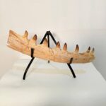 Mosasaur Jaw Fragment Original Teeth Embedded Fossil Display Morocco - Image 8