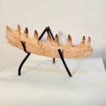 Mosasaur Jaw Fragment Original Teeth Embedded Fossil Display Morocco - Image 9