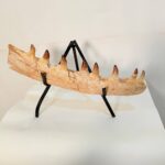 Mosasaur Jaw Fragment Original Teeth Embedded Fossil Display Morocco - Image 10