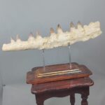 28" Big Mosasaurus Jaw original fossils bones Cretaceous