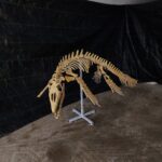 Mosasaurus Skeleton for sale Fossil Jurassic Treasures Paleontology