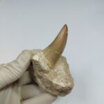 Top rare Tylosaurus Tooth IN ROCK  Rare Mosasaurus Fossilized Dinosaur teeth - Image 4