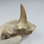 Top rare Tylosaurus Tooth IN ROCK  Rare Mosasaurus Fossilized Dinosaur teeth - Image 2