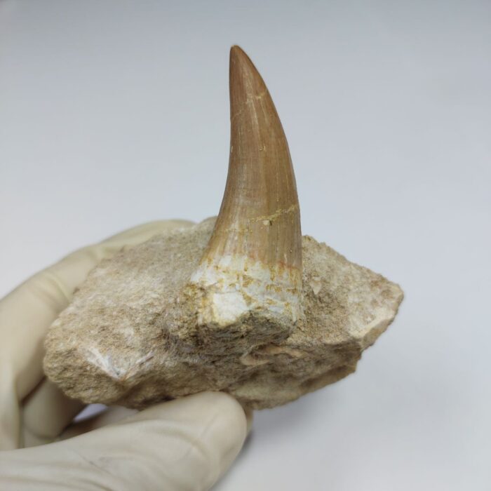 Top rare Tylosaurus Tooth IN ROCK  Rare Mosasaurus Fossilized Dinosaur teeth - Image 2