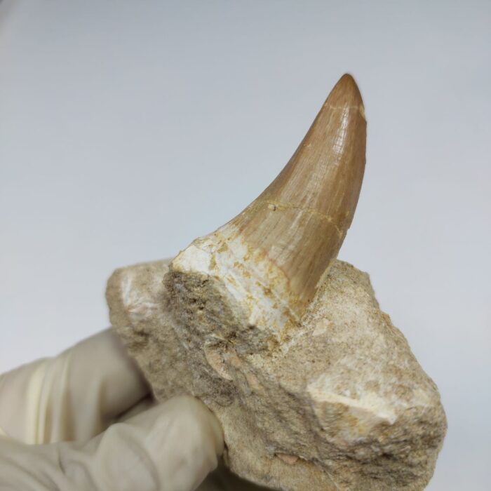 Top rare Tylosaurus Tooth IN ROCK  Rare Mosasaurus Fossilized Dinosaur teeth - Image 1