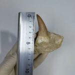Top rare Tylosaurus Tooth IN ROCK  Rare Mosasaurus Fossilized Dinosaur teeth - Image 5