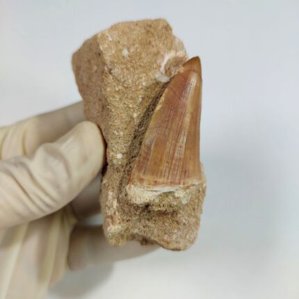 Tylosaurus Tooth in matrix Mosasaurus Fossilized Dinosaur era