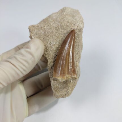 Tylosaurus Fossil tooth IN matrix (Hainosaurus Boubker) Moroccan mosasaurus teeth