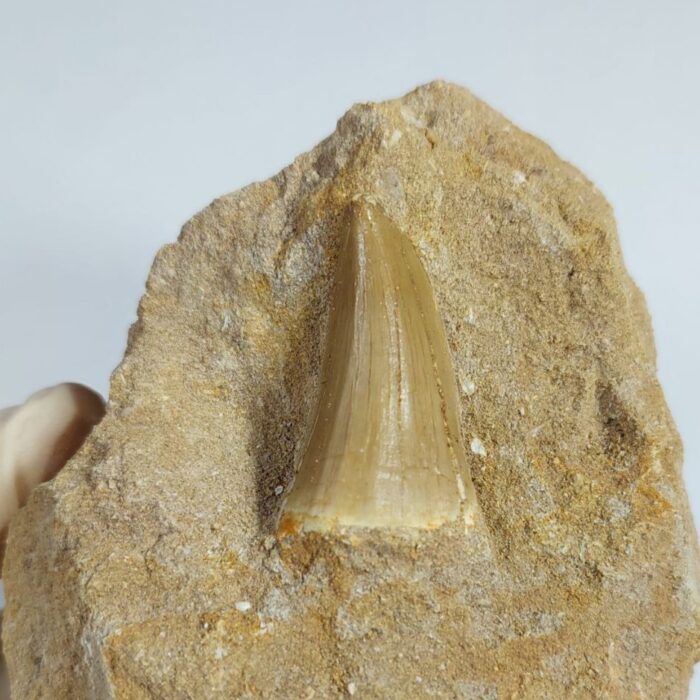 Special Offer Mosasaur HOFFMANNI tooth IN ROCK tylosaur teeth Fossil Cretaceous period - Image 4