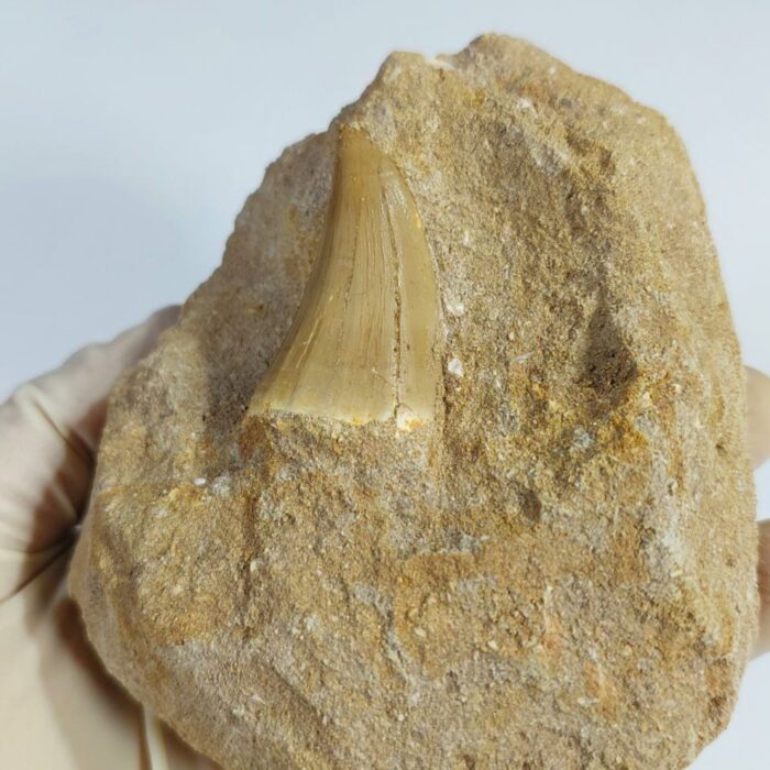 Special Offer Mosasaur HOFFMANNI tooth IN ROCK tylosaur teeth Fossil Cretaceous period - Image 1
