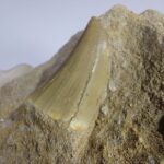 Special Offer Mosasaur HOFFMANNI tooth IN ROCK tylosaur teeth Fossil Cretaceous period - Image 8