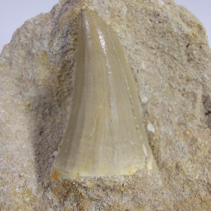 Special Offer Mosasaur HOFFMANNI tooth IN ROCK tylosaur teeth Fossil Cretaceous period - Image 7